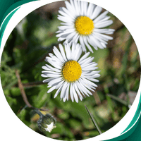 Camomila Romana - Anthemis nobilis