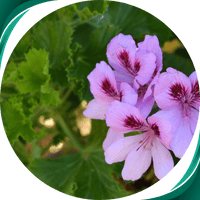 Gerânio - Pelargonium graveolens