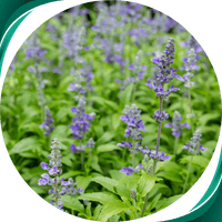 Sálvia - Salvia sclarea