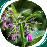 Confrei - Symphytum officinale